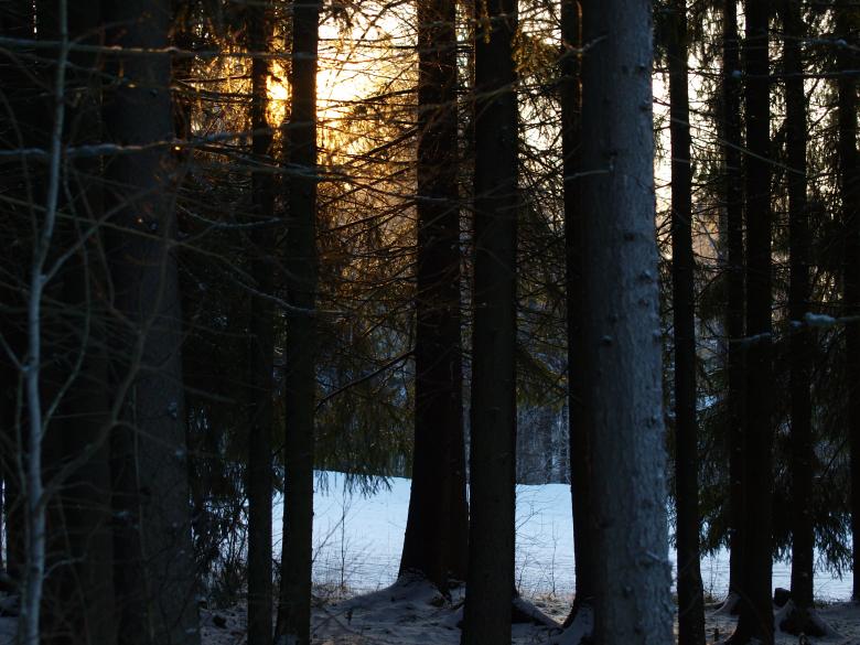 Free stock image of Frozen forest created by Marko Mäkinen