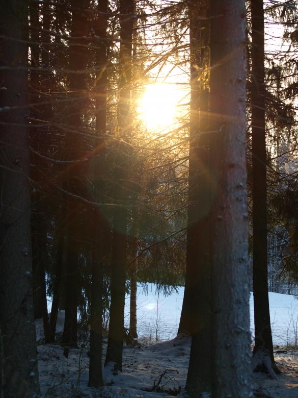 Free stock image of Frozen forest created by Marko Mäkinen