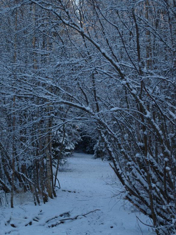 Free stock image of Frozen forest created by Marko Mäkinen