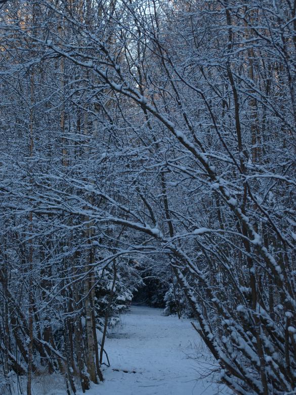 Free stock image of Frozen forest created by Marko Mäkinen