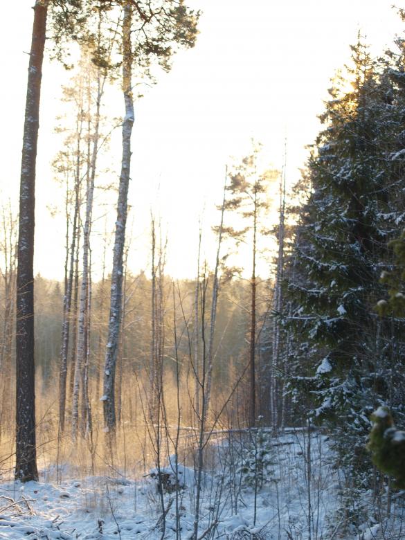 Free stock image of Frozen forest created by Marko Mäkinen