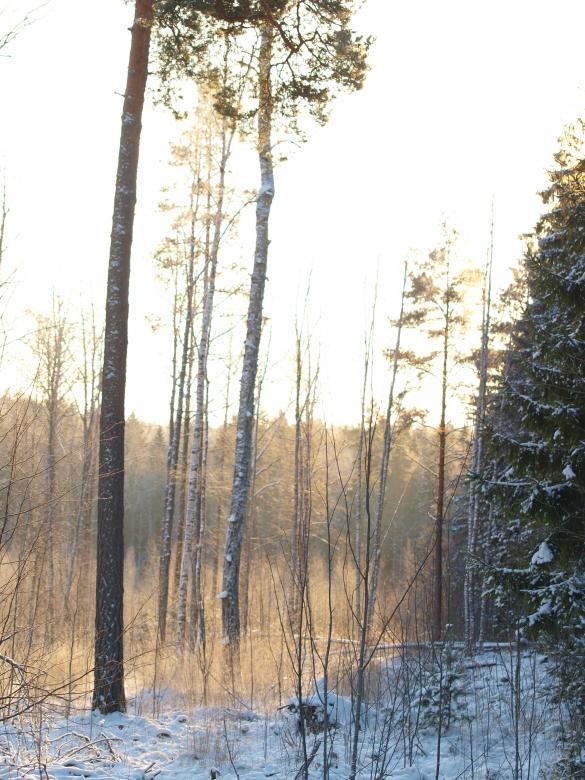 Free stock image of Frozen forest created by Marko Mäkinen