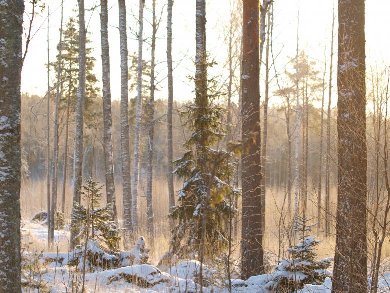 Free stock image of Frozen forest created by Marko Mäkinen