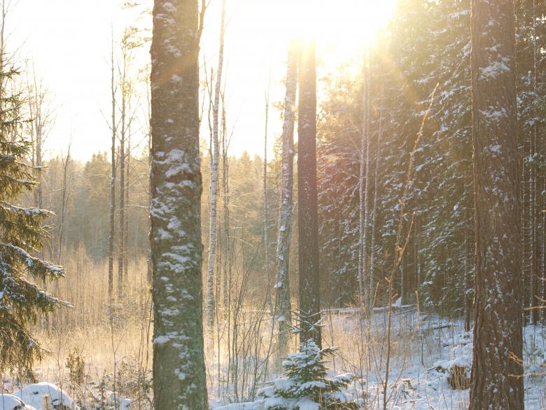 Free stock image of Frozen forest created by Marko Mäkinen