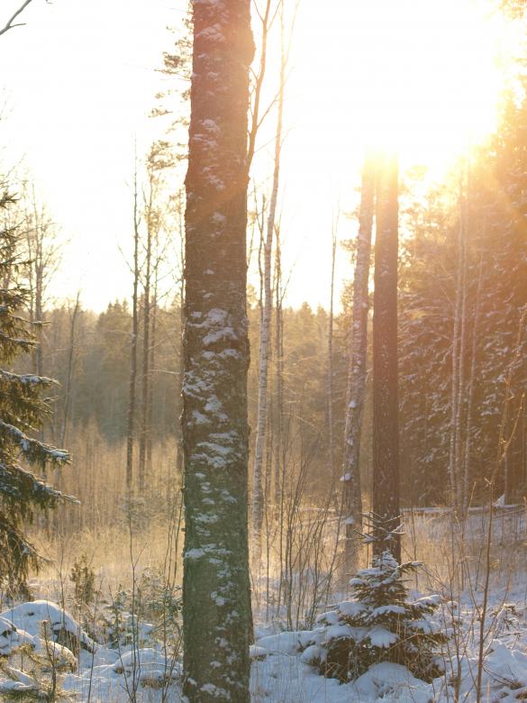 Free stock image of Frozen forest created by Marko Mäkinen