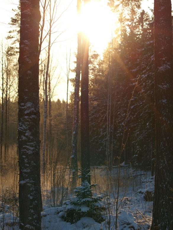 Free stock image of Frozen forest created by Marko Mäkinen