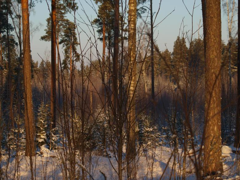 Free stock image of Frozen forest created by Marko Mäkinen