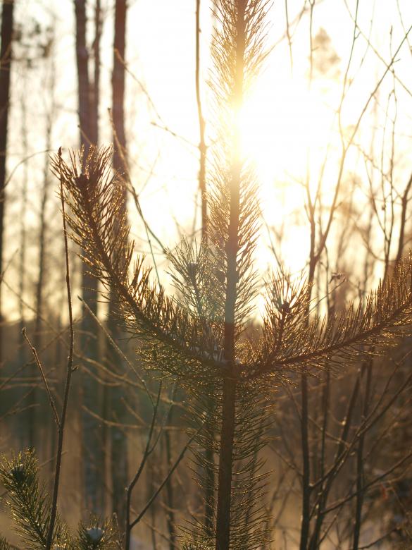 Free stock image of Frozen forest created by Marko Mäkinen