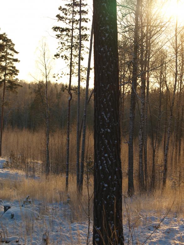 Free stock image of Frozen forest created by Marko Mäkinen