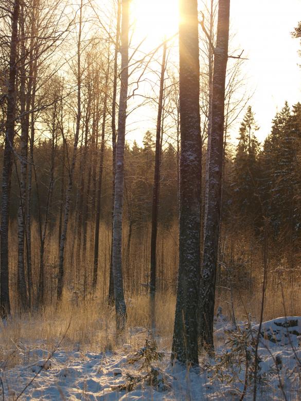 Free stock image of Frozen forest created by Marko Mäkinen