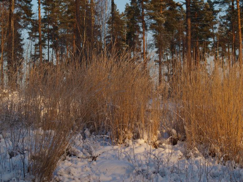 Free stock image of Frozen forest created by Marko Mäkinen