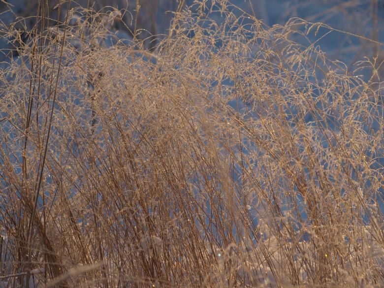 Free stock image of Frozen forest created by Marko Mäkinen