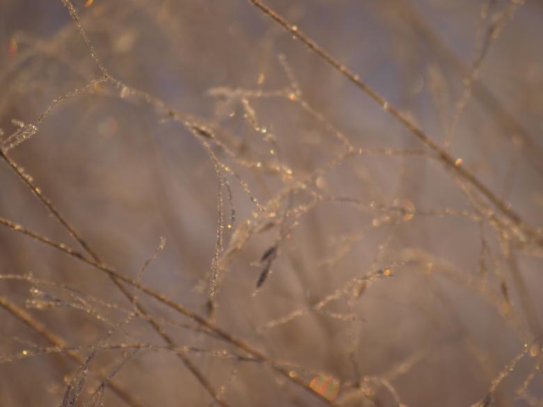 Free stock image of Frozen forest created by Marko Mäkinen