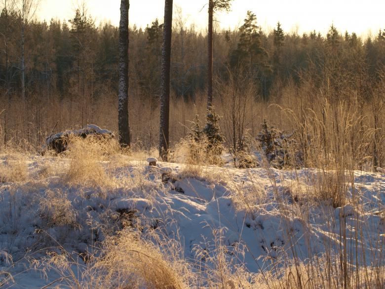Free stock image of Frozen forest created by Marko Mäkinen
