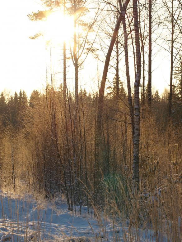 Free stock image of Frozen forest created by Marko Mäkinen