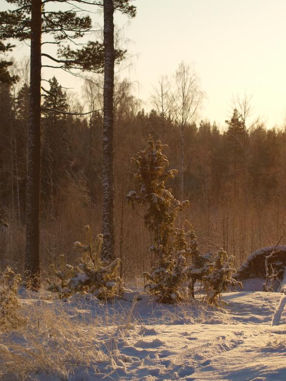 Free stock image of Frozen forest created by Marko Mäkinen