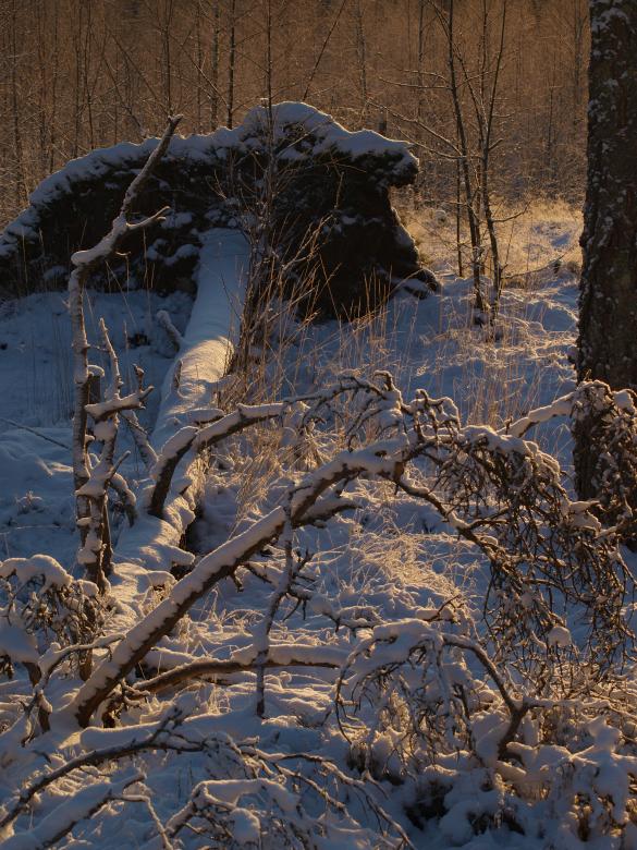 Free stock image of Frozen forest created by Marko Mäkinen