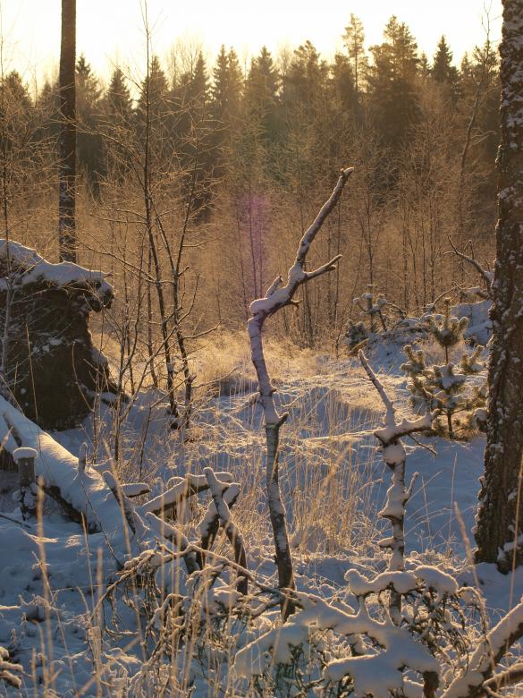Free stock image of Frozen forest created by Marko Mäkinen
