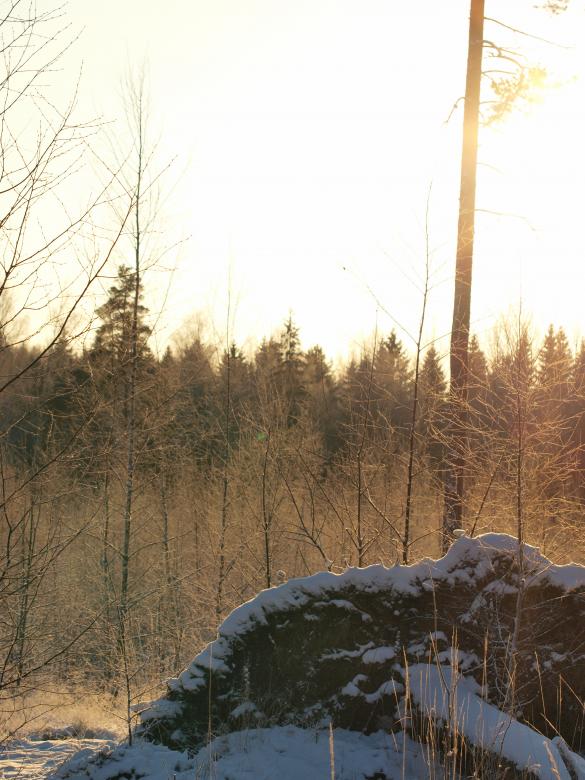 Free stock image of Frozen forest created by Marko Mäkinen