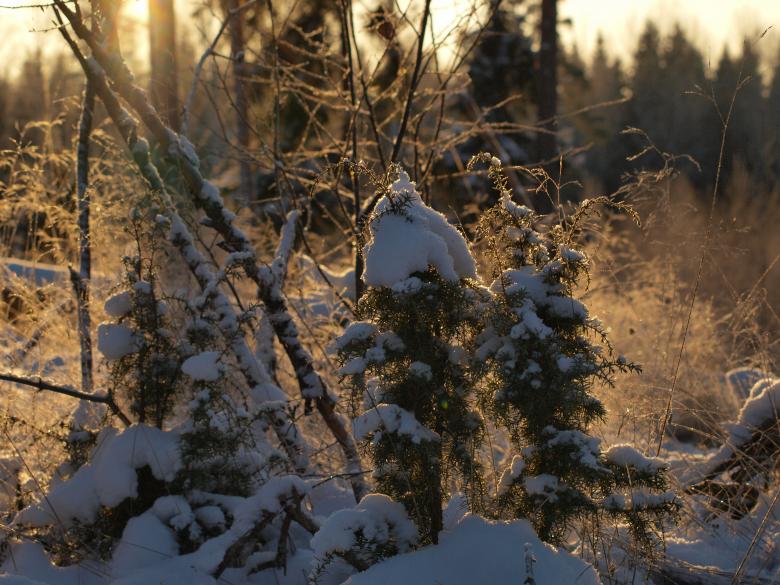 Free stock image of Frozen forest created by Marko Mäkinen