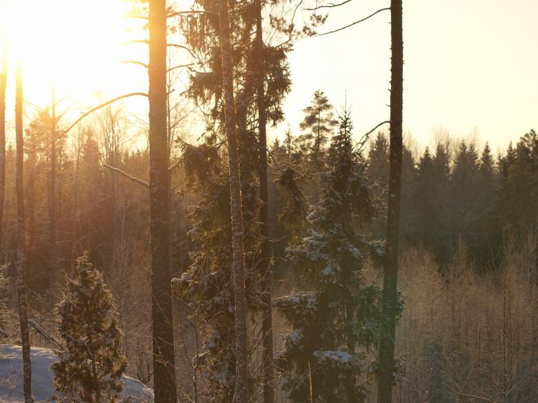 Free stock image of Frozen forest created by Marko Mäkinen