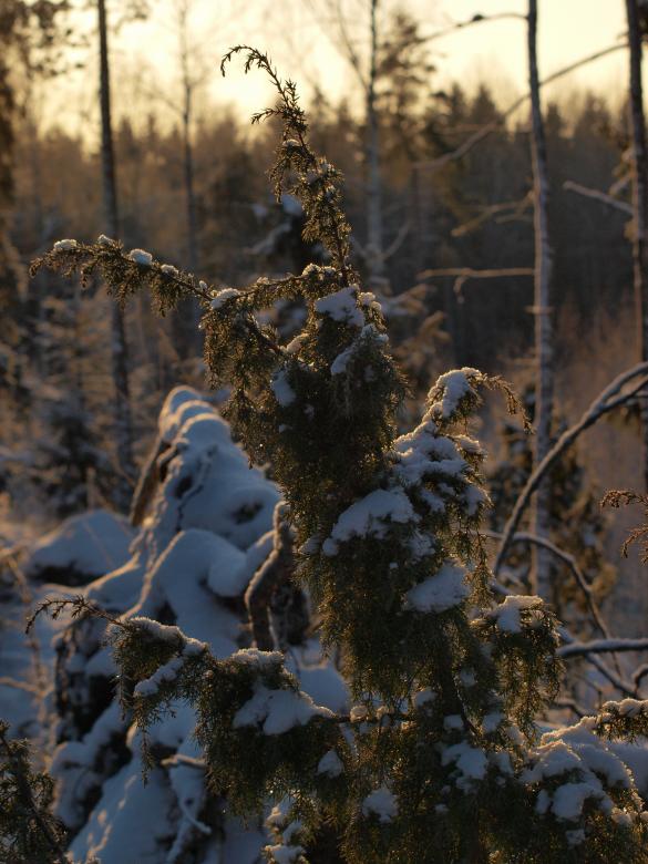 Free stock image of Frozen forest created by Marko Mäkinen