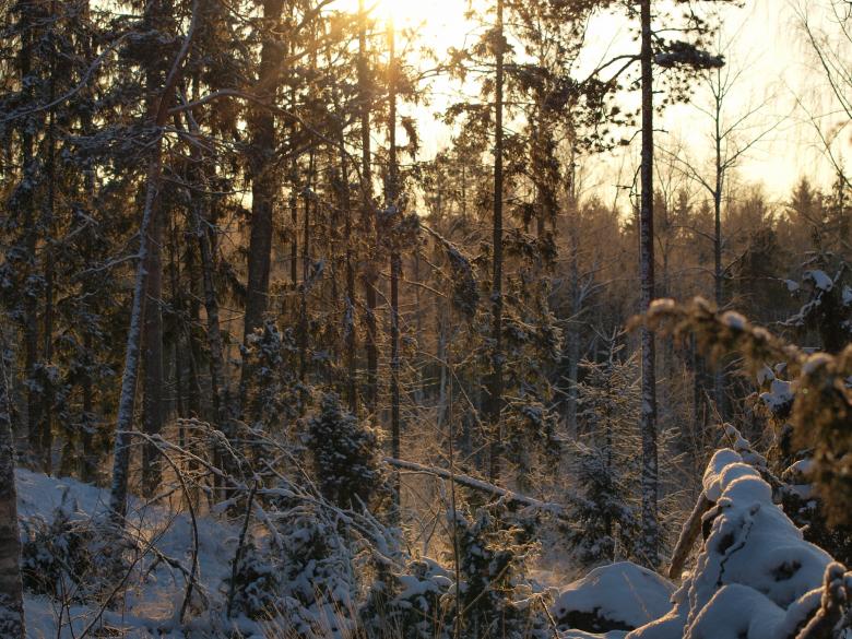 Free stock image of Frozen forest created by Marko Mäkinen