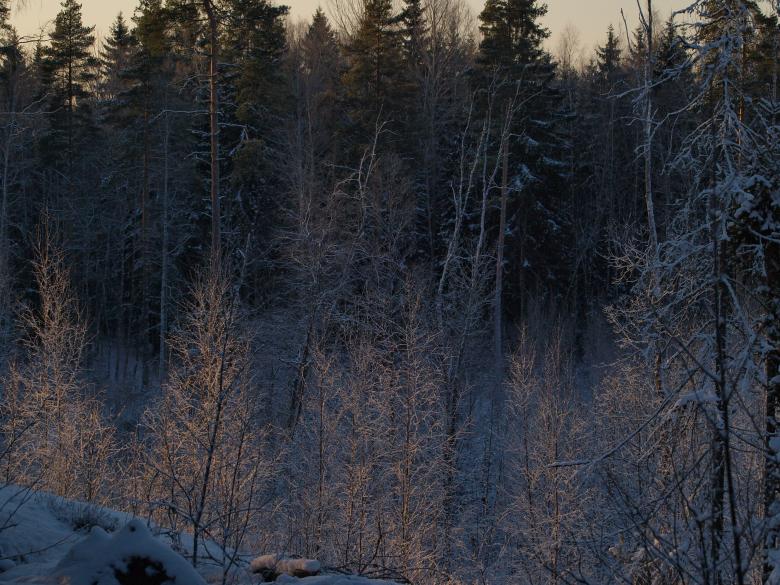 Free stock image of Frozen forest created by Marko Mäkinen