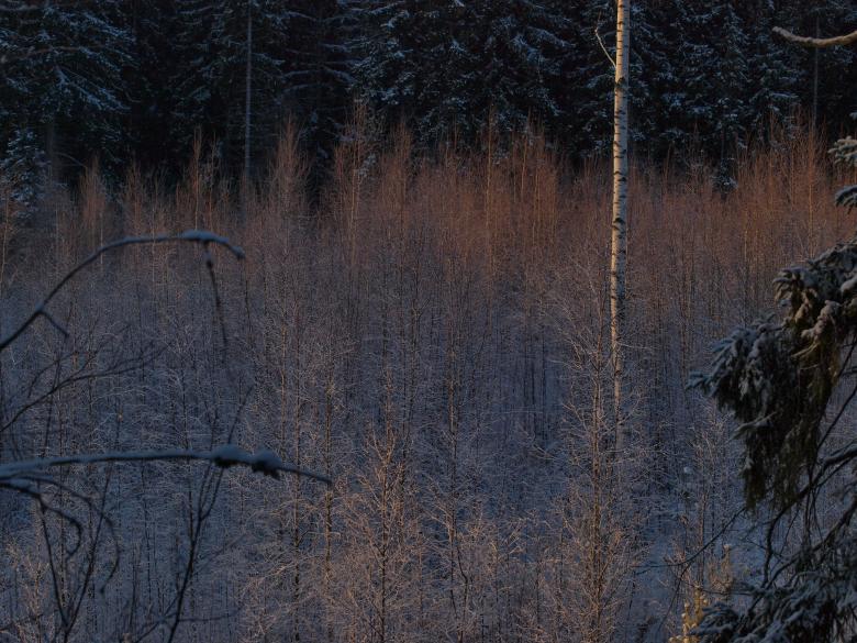 Free stock image of Frozen forest created by Marko Mäkinen