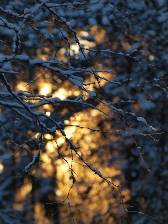 Free stock image of Frozen forest created by Marko Mäkinen