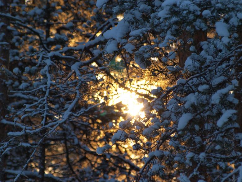 Free stock image of Frozen forest created by Marko Mäkinen