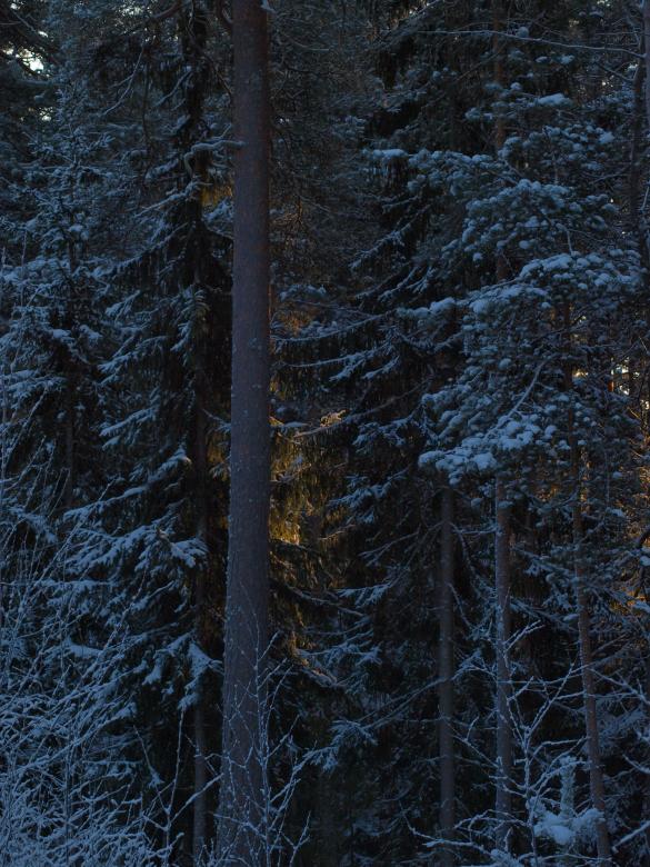 Free stock image of Frozen forest created by Marko Mäkinen