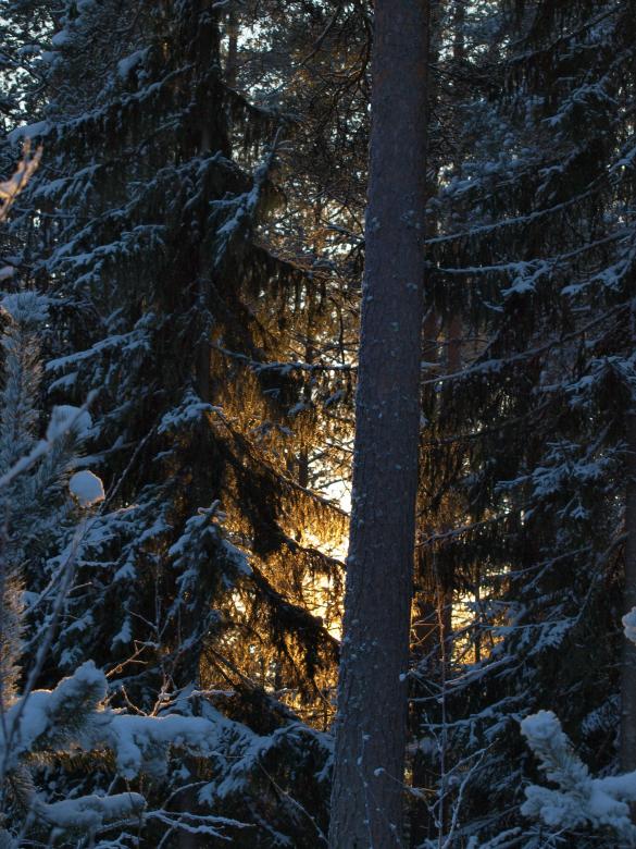 Free stock image of Frozen forest created by Marko Mäkinen