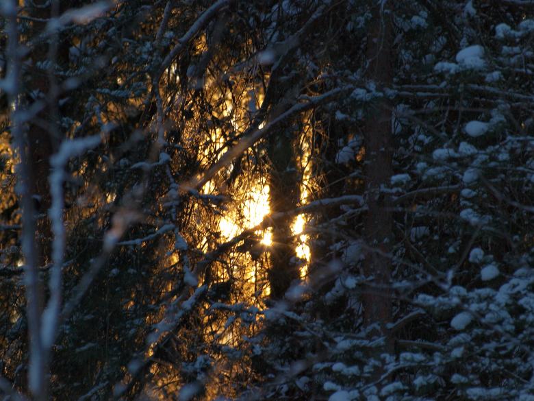Free stock image of Frozen forest created by Marko Mäkinen