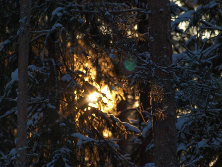 Free stock image of Frozen forest created by Marko Mäkinen