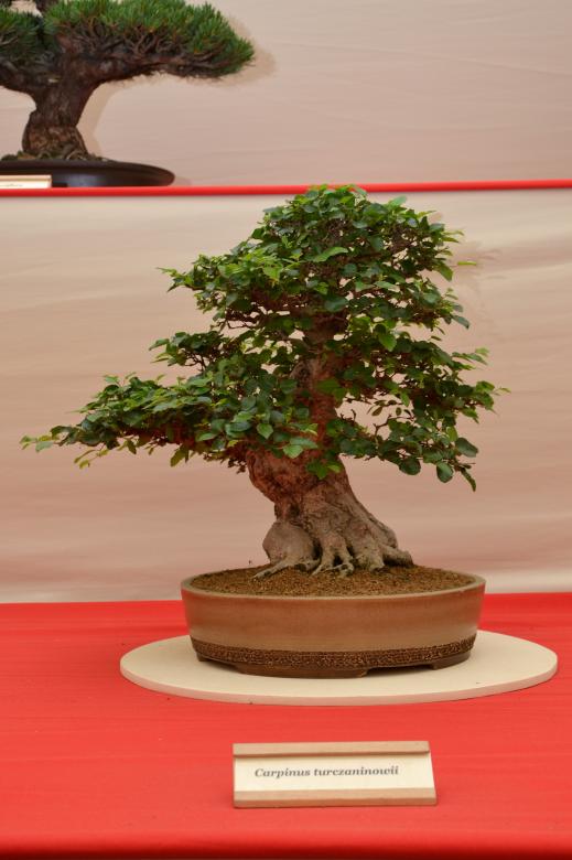 Free stock image of Korean hornbeam bonsai created by Tomas Adomaitis