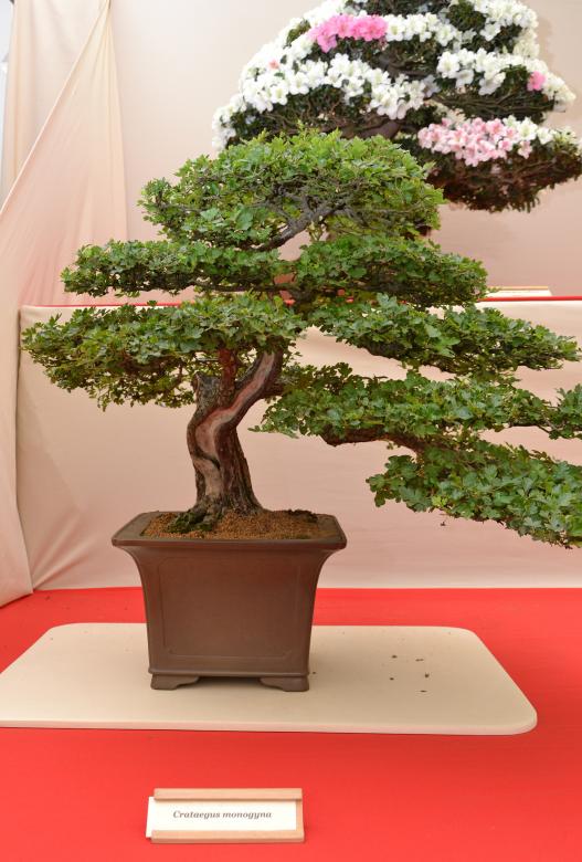 Free stock image of Common hawthorn bonsai created by Tomas Adomaitis