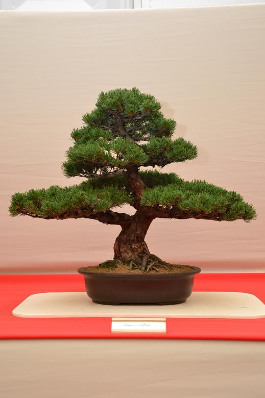 Free stock image of Japanese white pine bonsai created by Tomas Adomaitis