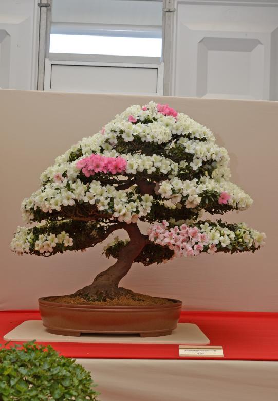 Free stock image of Rhododendron indicum 'Kato' created by Tomas Adomaitis