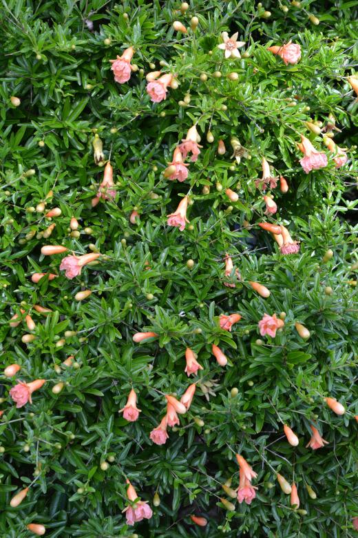 Free stock image of Pomegranate 'Hazel Hyde' created by Tomas Adomaitis
