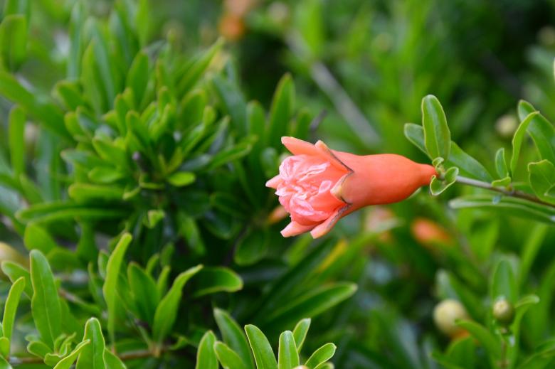 Free stock image of Pomegranate in bloom created by Tomas Adomaitis