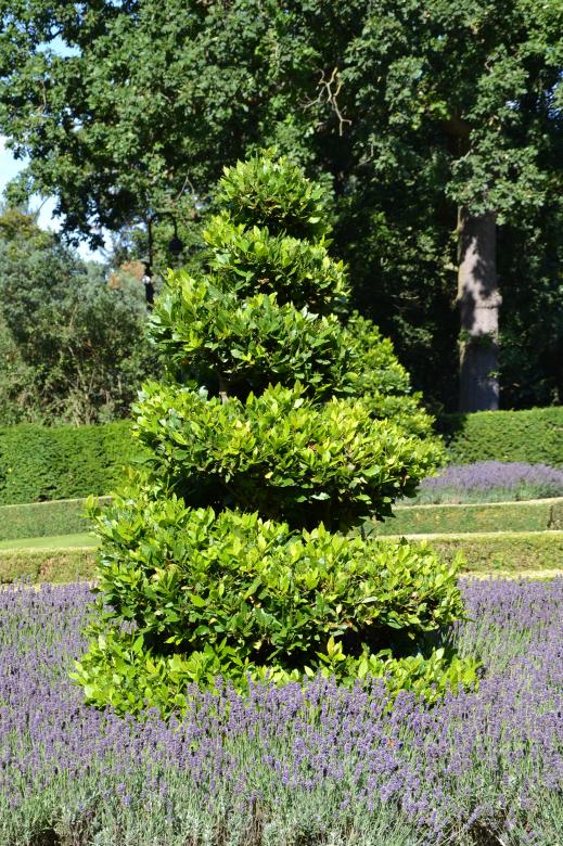 Free stock image of True laurel topiary created by Tomas Adomaitis