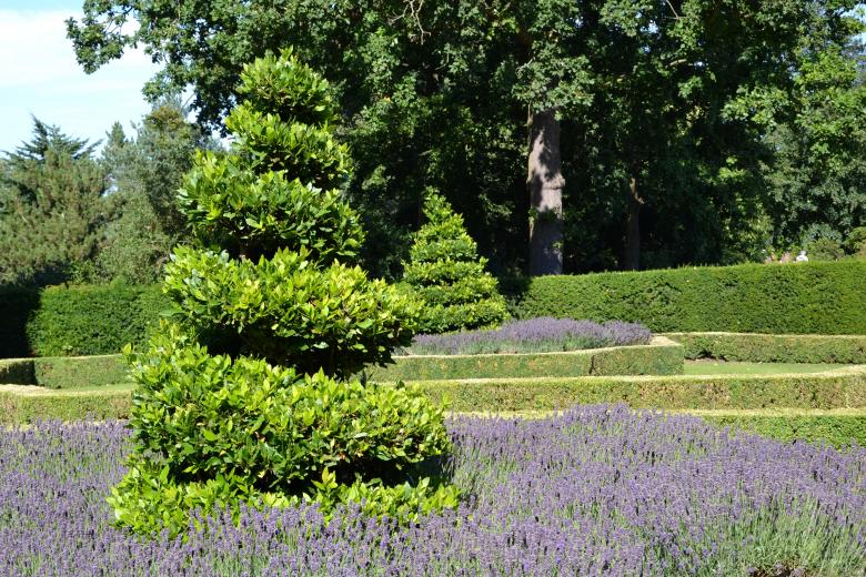 Free stock image of Bay tree topiary created by Tomas Adomaitis