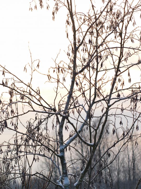 Free stock image of cold winter created by Marko Mäkinen
