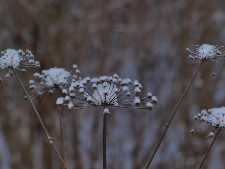Free stock image of cold winter created by Marko Mäkinen