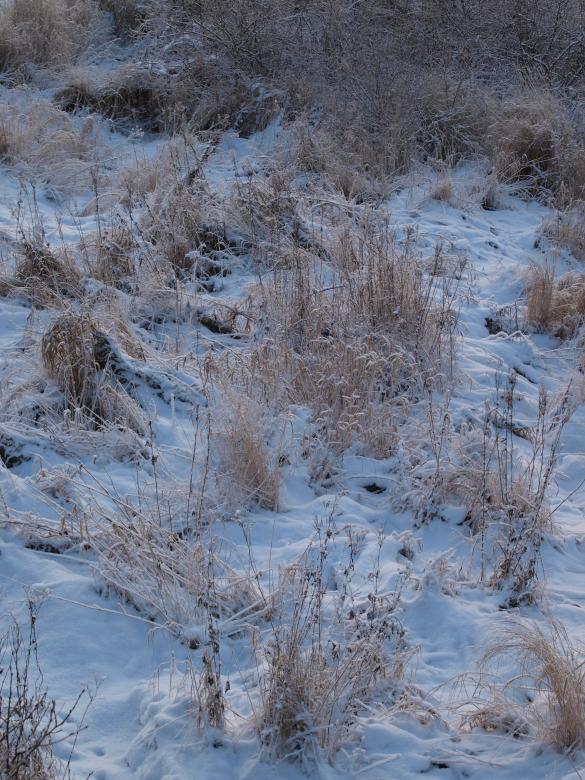 Free stock image of cold winter created by Marko Mäkinen