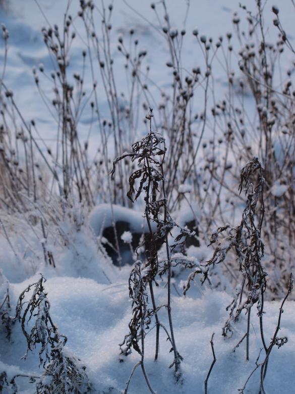 Free stock image of cold winter created by Marko Mäkinen