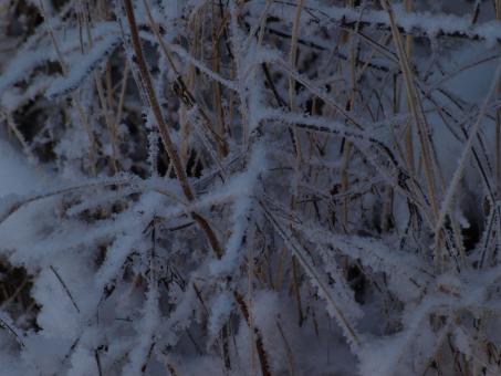 Free Stock Photo of Cold winter