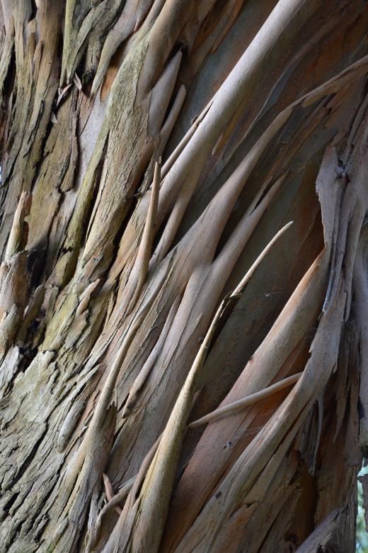 Free stock image of Eucalyptus perriniana bark created by Tomas Adomaitis