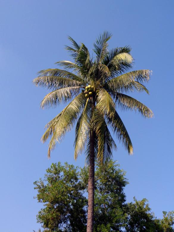 Free stock image of Palm tree and coconuts created by Chas Mac